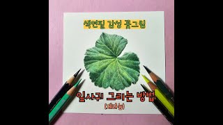 색연필로 쉽지만 사실적으로 잎사귀 그리는 방법(제라늄) / How to draw leaves with colored pencils