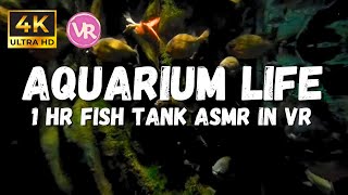 Underwater Sounds for Sleeping: Dark Deep Aquarium in 4K 180 VR, Underwater rumble ambiance