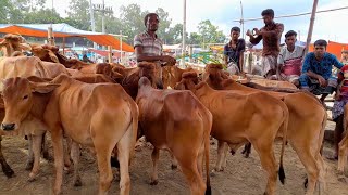 পাবনা বেড়া চতুর হাটে ষাঁড় বাছুর কেমন দামে বিক্রি হচ্ছে দেখুন | BD Krishi