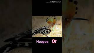 Hoopoe  or Duchifat