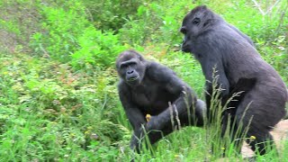 シャバーニ家族 804  Shabani family gorilla