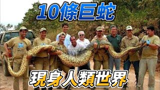 10條巨蛇現身人類世界！