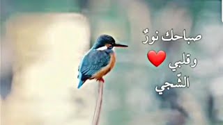 صباحك حب ❤ و شهد 🍯 وعنبر - صباح الحكيم