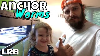 Anchor Worms What a Pain How to Treat and Cure Plus Aquaponic Greenhouse?