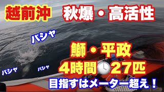 【#42】秋爆　越前沖　高活性の鰤・平政ジギング　メーター超え狙い