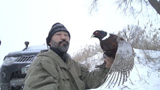 қырғауыл аң аулау, Охота на фазана, Pheasant hunt Hatsan escort 3216