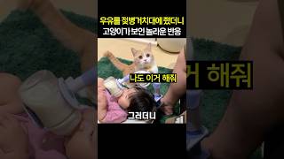 우유를 젖병거치대에 줬더니 고양이가 보인 놀라운 반응