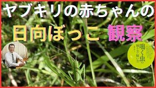 【ヤブキリ】幼虫が日光浴する様子を撮影した動画