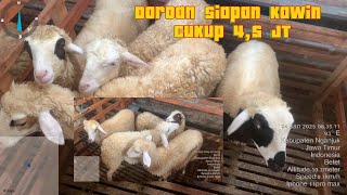 Obral Betina Doroan Siapan 4 Ekor Cukup 4,5 JT@GALERI-KAMBING-DOMBA-NGANJUK