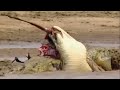 मगरमच्छ ने किया हिरण का शिकार best attacks of crocodile top fight by web with news