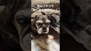 コタツでオナラをする老犬フレブル どっち？　#フレンチブルドッグ #元繁殖犬 #饅頭family