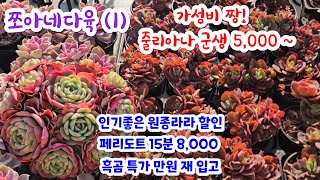 쪼아네다육 (1) 철화풀리는 예쁜 줄리아나 군생 5,000 ~ 웨스트레인보우 💥 특가 흑곰 만원