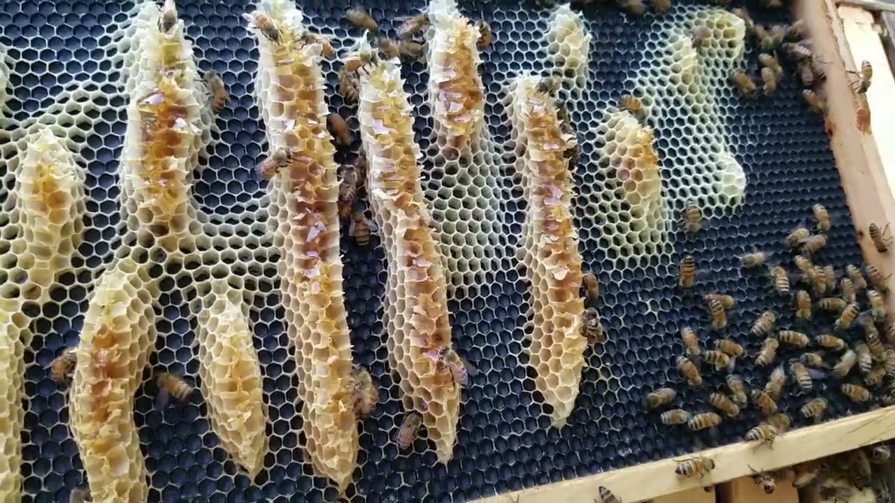 Wonky Comb