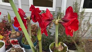 Amaryllis Bulb Update | #amaryllis #hippeastrum