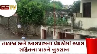 Bhavnagar : તળાજા અને આસપાસના પંથકોમાં કપાસ સહિતના પાકને નુકસાન