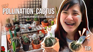 DIY - วิธีผสมเกสรกระบองเพชร ยิมโน Pollinate Gymnocalycium cactus - Motemo garden ep2