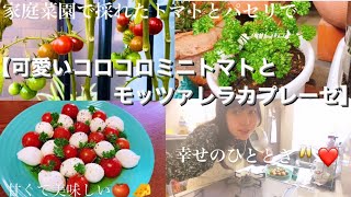 家庭菜園トマトとパセリで【美味しい❤️ コロコロ可愛いミニトマトとモッツァレラカプレーゼ 🍅🧀】でぼっち乾杯🥂幸せのひととき...❤️