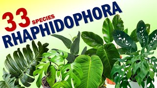 33 RHAPHIDOPHORA SPECIES | HERB STORIES