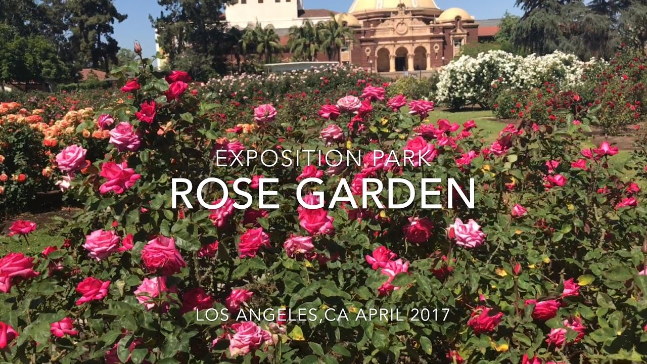 EXPOSITION PARK ROSE GARDEN IN LOS ANGELES VLOG 042917 - YouTube