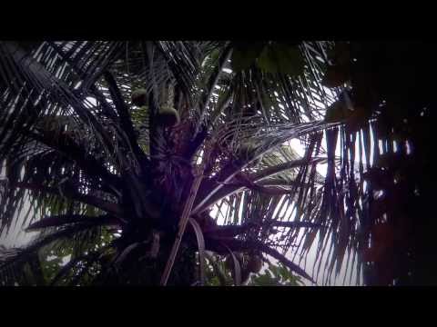 Raw Food *Fresh Coconut Water JAMAICA Raw Food *Fresh Coconut Water JAMAICA