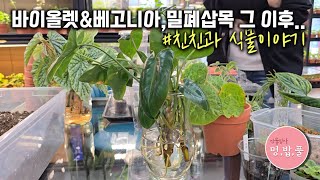 멍밥풀,친친과 식물이야기 #밀폐삽목 #바이올렛밀폐삽목 #베고니아밀폐삽목