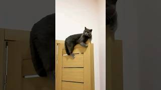 funny cats 😂 episode 241 #shorts