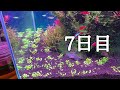 グロッソスティグマを植えました。26日目