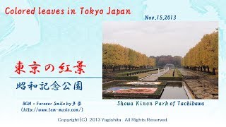 2013年東京昭和記念公園の紅葉 Japan: Colored leaves in Showa Kinen Park of Tokyo