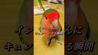 インコちゃんにキュンとする瞬間⑰