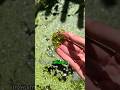 How to Maintain Duckweed Levels in a Wildlife Pond