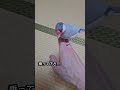 【シルバー文鳥の体重測定は大騒動】 シルバー文鳥のぎんちゃん クリーム文鳥のもかちゃん javasparrow