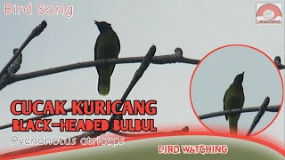 Suara Cucak Kuricang di alam liar.