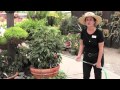 Gardening 101 Series | How to Water Baskets & Pots? with Dalia Brunner