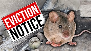 How to Get Rid of Mice | Find and Block Mouse Holes in Your House