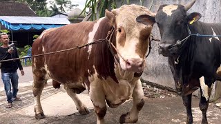 SAPI RAKSASA UNIK KELAS KONTES KELUAR KANDANG  ‼️🔥🔥🔥