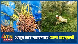 খেজুর চাষে সম্ভাবনাময় জেলা জয়পুরহাট | Joypurhat | Saudi Khejur | ATN News