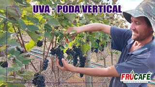 Como Fazer Poda em Parreira Vertical e, Dicas de Produção para Uvas Finas.