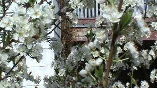 Honeybees on Plum Tree