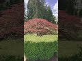 third pruning session on a japanese laceleaf maple in monroe washington in early july… progress