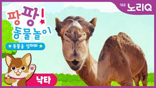 팡팡! 동물놀이💛ㅣ낙타 편ㅣ자연탐구ㅣ어린이 프로그램ㅣPangpang! Play with AnimalㅣCamelㅣ Kids Programㅣ대교 노리Q