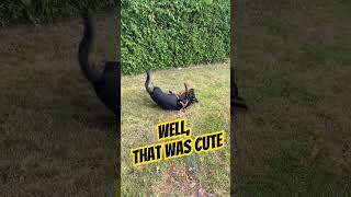 Rottweiler Dog Rolling #dog #trending #rottweiler