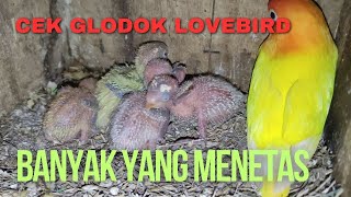 CEK GLODOK LAGI, BAYAK YANG SUDAH MENETAS #lovebird #ternaklovebirdmatamerah #lovebirdngekek