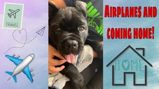 Ep 2: Cane Corso on an Airplane \u0026 Comes Home!