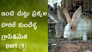 ఇంటి చుట్టు పక్కల దొరికే కుందేళ్ళ గ్రాస్||Anil Young Farmer||కుందేలు పిల్లలు description లో link