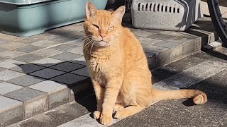 [野良猫]自慢げに日向ぼっこをしてる茶トラ猫が可愛すぎる！[straycat]The cat proudly basking in the sun is cute!