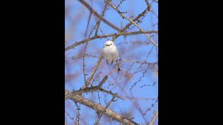 [4K] 雪の妖精シマエナガ　longtailedtit shorts