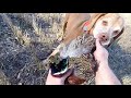 10 21 18 pheasant hunt