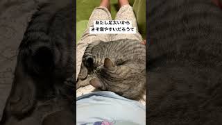 【猫】膝の上で寝る甘えん坊