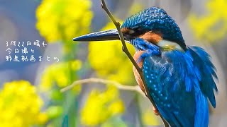 0322【カワセミがと菜の花、桜】マガモにアメリカヒドリ雌 鶴見川水系恩田川の野鳥コンデジ撮影 #カワセミ #菜の花 #身近な生き物語