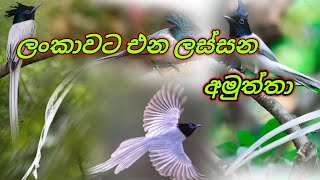 Paradise  Flycatcher  Sudu redi hora සුදු රෙදි හොරා